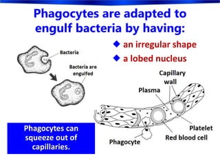 Phagocytes are adapted to
engulf bacteria by having:
 an irregular shape
 a lobed nucleus
Phagocytes can
squeeze out of
capillaries.
 