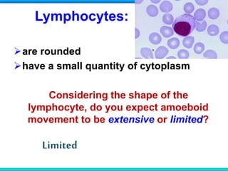 Lymphocytes:
are rounded
have a small quantity of cytoplasm
Considering the shape of the
lymphocyte, do you expect amoeboid
movement to be extensive or limited?
Limited
 