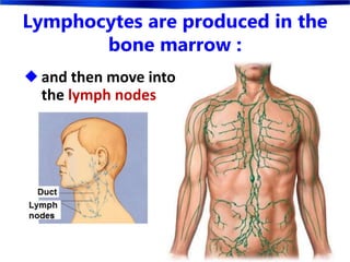Lymphocytes are produced in the
bone marrow :
 and then move into
the lymph nodes
 