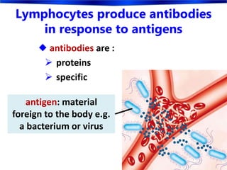 Lymphocytes produce antibodies
in response to antigens
 antibodies are :
 proteins
 specific
antigen: material
foreign to the body e.g.
a bacterium or virus
 