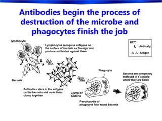 Antibodies begin the process of
destruction of the microbe and
phagocytes finish the job
 