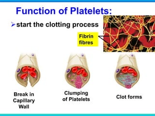 Function of Platelets:
start the clotting process
Break in
Capillary
Wall
Clumping
of Platelets Clot forms
Fibrin
fibres
 
