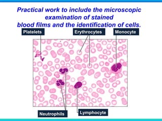 Practical work to include the microscopic
examination of stained
blood films and the identification of cells.
LymphocyteNeutrophils
Platelets Erythrocytes Monocyte
 