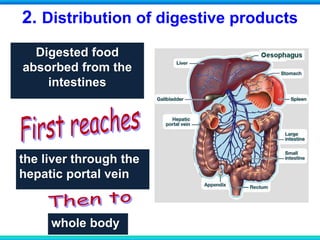 2. Distribution of digestive products
Digested food
absorbed from the
intestines
the liver through the
hepatic portal vein
whole body
 