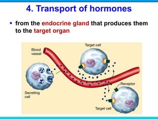 4. Transport of hormones
 from the endocrine gland that produces them
to the target organ
 