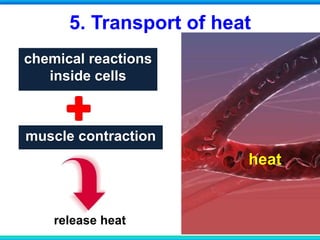 5. Transport of heat
chemical reactions
inside cells
heat
release heat
muscle contraction
 