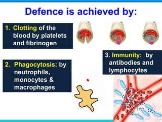 Defence is achieved by:
1. Clotting of the
blood by platelets
and fibrinogen
3. Immunity: by
antibodies and
lymphocytes
2. Phagocytosis: by
neutrophils,
monocytes &
macrophages
 