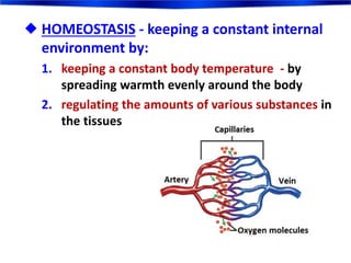  HOMEOSTASIS - keeping a constant internal
environment by:
1. keeping a constant body temperature - by
spreading warmth evenly around the body
2. regulating the amounts of various substances in
the tissues
 