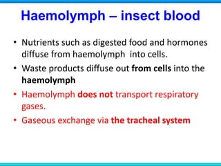 Haemolymph – insect blood
• Nutrients such as digested food and hormones
diffuse from haemolymph into cells.
• Waste products diffuse out from cells into the
haemolymph
• Haemolymph does not transport respiratory
gases.
• Gaseous exchange via the tracheal system
 