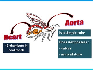 13 chambers in
cockroach
Does not possess :
- valves
- musculature
Is a simple tube
 