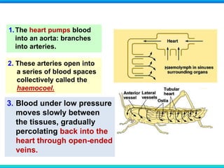 1.The heart pumps blood
into an aorta: branches
into arteries.
2. These arteries open into
a series of blood spaces
collectively called the
haemocoel.
3. Blood under low pressure
moves slowly between
the tissues, gradually
percolating back into the
heart through open-ended
veins.
 