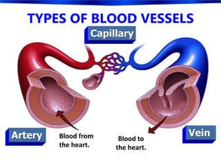 TYPES OF BLOOD VESSELS
Artery Vein
Capillary
Blood from
the heart.
Blood to
the heart.
 