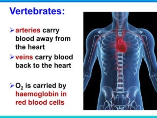 Vertebrates:
arteries carry
blood away from
the heart
veins carry blood
back to the heart
O2 is carried by
haemoglobin in
red blood cells
 