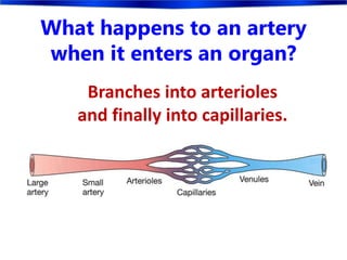 What happens to an artery
when it enters an organ?
Branches into arterioles
and finally into capillaries.
 
