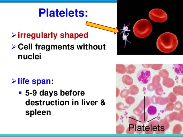BIOLOGY FORM 5 CHAPTER 1: 1.2 CIRCULATORY SYSTEM