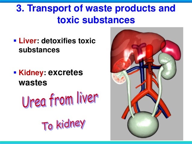 BIOLOGY FORM 5 CHAPTER 1: 1.2 CIRCULATORY SYSTEM