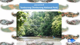 อุทยานแห่งชาติ
Temburong (Temburong National Park)
 