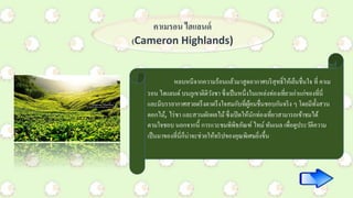 คาเมรอน ไฮแลนด์
(Cameron Highlands)
หลบหนีจากความร้อนแล้วมาสูดอากาศบริสุทธิ์ให้เย็นชื่นใจ ที่ คาเม
รอน ไฮแลนด์ บนภูเขาติติวังซา ซึ่งเป็นหนึ่งในแหล่งท่องเที่ยวเก่าแก่ของที่นี่
และมีบรรยากาศสวยตรึงตาตรึงใจสมกับที่ผู้คนชื่นชอบกันจริง ๆ โดยมีทั้งสวน
ดอกไม้, ไร่ชา และสวนผักผลไม้ซึ่งเปิดให้นักท่องเที่ยวสามารถเข้าชมได้
ตามใจชอบ นอกจากนี้ การแวะชมพิพิธภัณฑ์ ไทม์ทันเนล เพื่อดูประวัติความ
เป็นมาของที่นี่ก็น่าจะช่วยให้ทริปของคุณพิเศษยิ่งขึ้น
 