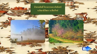 ป่ าสนสลับสี โครงการหลวงวัดจันทร์
อ.กัลยาณิวัฒนา จ.เชียงใหม่
 