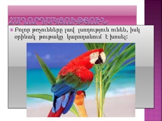  Բոլոր թռչունները լավ լսողություն ունեն, իսկ
օրինակ թութակը կարողանում է խոսել:
 
