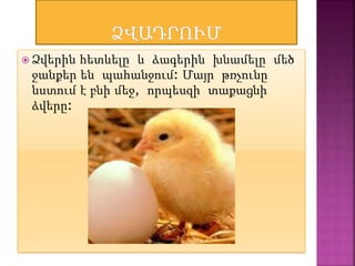  Ձվերին հետևելը և ձագերին խնամելը մեծ
ջանքեր են պահանջում: Մայր թռչունը
նստում է բնի մեջ, որպեսզի տաքացնի
ձվերը:
 