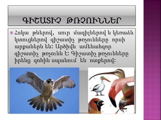  Հսկա թևերով, սուր մագիլներով և կեռաձև
կտուցներով գիշատիչ թռչունները որսի
արքաներն են: Արծիվն ամենահզոր
գիշատիչ թռչունն է: Գիշատիչ թռչունները
իրենց զոհին սպանում են ոտքերով:
 