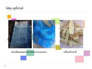 วัสดุ-อุปกรณ์
สังกะสีและตะแกรงสาหรับตากกระดาษสา เปลือกข้าวสาลี
 