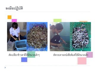 ตัดเปลือกข้าวสาลีให้มีขนาดเล็กๆ ตัดกระดาษหนังสือพิมพ์ให้มีขนาดเล็ก
ลงมือปฏิบัติ
 