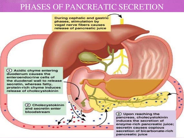 what is the purposes of a pancreatic juice what is the purposes of a pancreatic juice