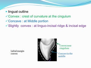Permanent Maxillary Central Incisor | PPTX