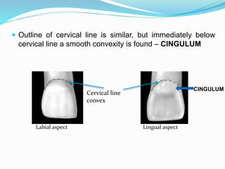 Permanent Maxillary Central Incisor | PPT