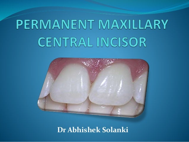 permanent maxillary central incisor central incisor
