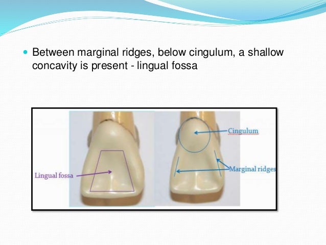 permanent maxillary central incisor central incisor