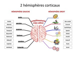 Temporel Spatial
Verbal Non verbal
Abstrait Concret
Analytique Synthétique
Séquentiel Global
Rationnel Intuitif
Déductif Inductif
Explicite Tacite
Individuel Social
HÉMISPHÈRE GAUCHE HÉMISPHÈRE DROIT
mots
paroles
analyse
logique
nombre
linéarité
2 hémisphères corticaux
 