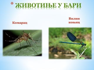 Комарац
* ЖИВОТИЊЕ У БАРИ
Вилин
коњиц
 