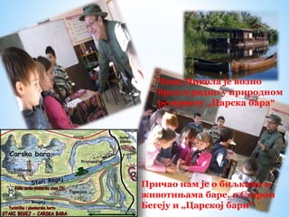 Чика Никола је возио
брод и радио у природном
резервату „Царска бара“
Причао нам је о биљкама и
животињама баре, о Старом
Бегеју и „Царској бари“
 