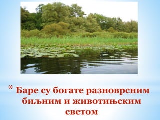 * Баре су богате разноврсним
биљним и животињским
светом
 