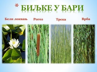 Бели локвањ Рогоз
* БИЉКЕ У БАРИ
Трска Врба
 