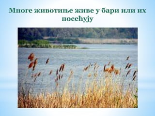Многе животиње живе у бари или их
посећују
 