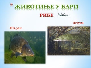 Шаран
* ЖИВОТИЊЕ У БАРИ
Штука
 