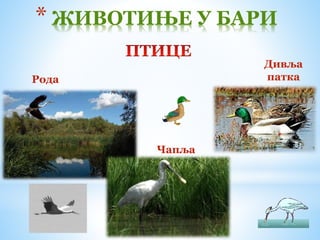 Рода
* ЖИВОТИЊЕ У БАРИ
Чапља
Дивља
патка
 