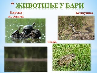 Барска
корњача
* ЖИВОТИЊЕ У БАРИ
Жаба
Белоушка
 