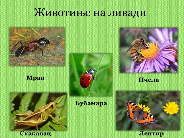 ливада, 1. разред