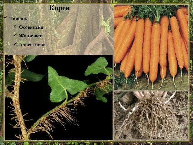 1. Koren