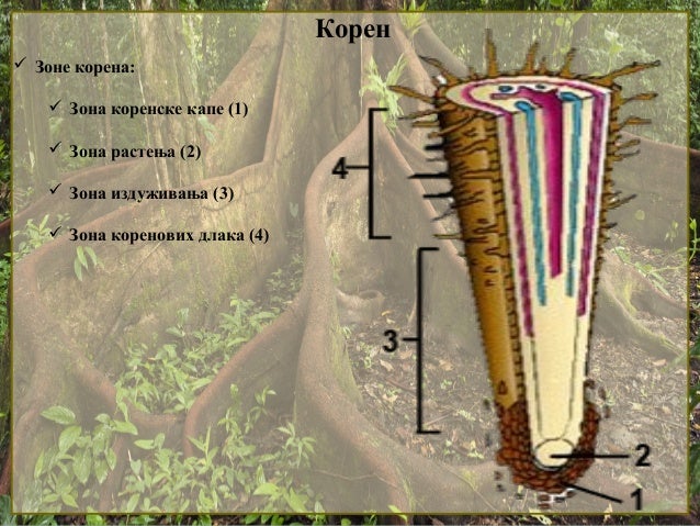 1. Koren
