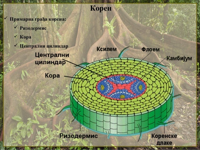 1. Koren