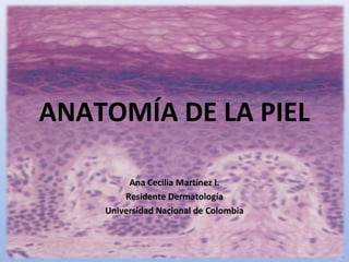 ANATOMÍA DE LA PIEL
Ana Cecilia Martínez I.
Dermatología
Universidad Nacional de Colombia
 