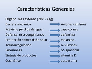 Características Generales
Órgano mas extenso (2m² - 4Kg)
Barrera mecánica uniones celulares
Previene pérdida de agua capa ...