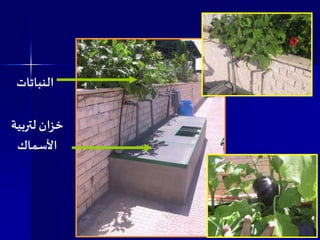 ‫لتربية‬‫خزان‬
‫األسماك‬
‫النباتات‬
 