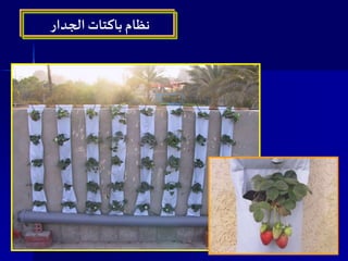 ‫الجدار‬ ‫باكتات‬ ‫نظام‬
 